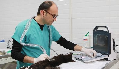 Bayraklı’da son 4,5 yılda 20 bin sokak hayvanına sağlık hizmeti