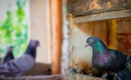 Güvercin Kümeleri: Geleneksel ve Modern Yaklaşımlar