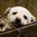 köpek sahiplenme (2)