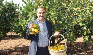 narenciye-sektoru-kktcde-gorulen-yesillenme-hastaliginin-turkiyeye-sicramamasi-icin-topyek-n-mucadele-istiyor-n8Jb6pqj.jpg