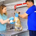 mugla-buyuksehir-belediyesinin-sahipsiz-hayvanlara-ic-dis-parazit-ve-kuduz-asilari-yapilmasi-icin-hizmete-ADd8hA1w.jpg