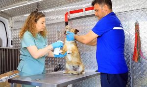 mugla-buyuksehir-belediyesinin-sahipsiz-hayvanlara-ic-dis-parazit-ve-kuduz-asilari-yapilmasi-icin-hizmete-ADd8hA1w.jpg