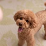 toy poodle (6)