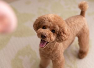 toy poodle (6)