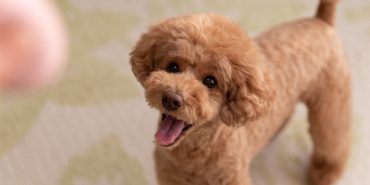 toy poodle (6)