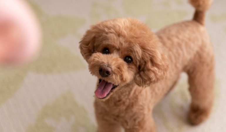 İzmir’de Toy Poodle Sahiplenmenin Güvenilir Adresi