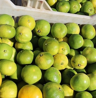 ekim-ayinda-mandalina-ihracatinda-yuzde-144luk-rekor-artis.jpg