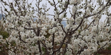 kiraz-hasreti-bu-sene-bitiyor.jpg